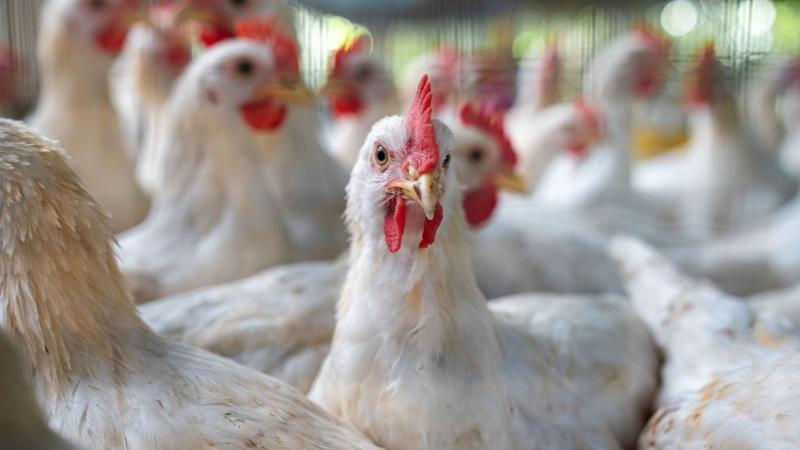 Madárinfluenza: A hatóságok lényeges információkat tettek közzé