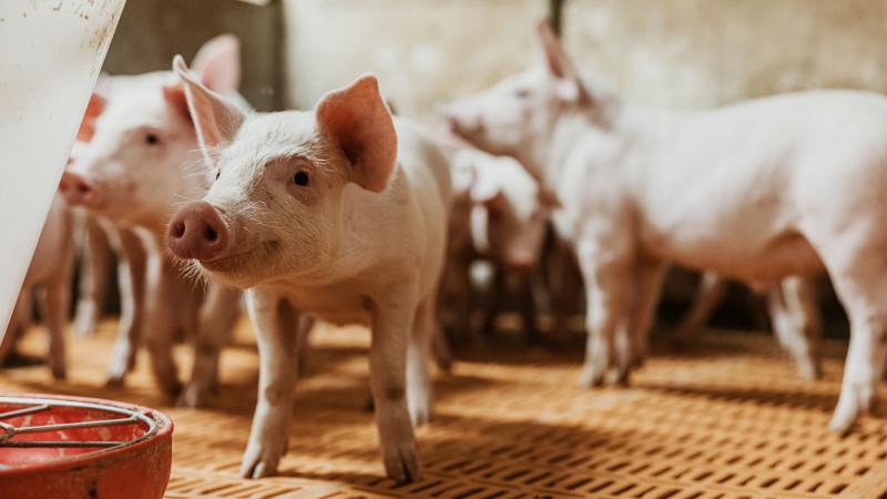 Száj- és körömfájás: Megfontolt intézkedéseket készít elő a kormányzat.