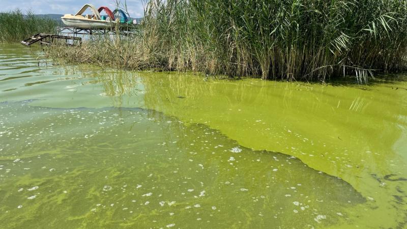 Toxint termelő kékalgák: Megtudtuk, vajon biztonságos-e a Balaton vízében való fürdőzés mostanság.