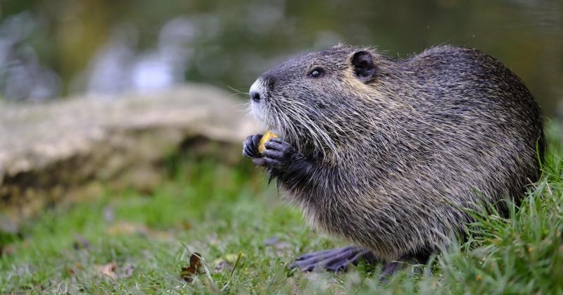 Soha nem gondoltad volna, hogy a hódok milyen meglepő dolgokra képesek! +VIDEÓ