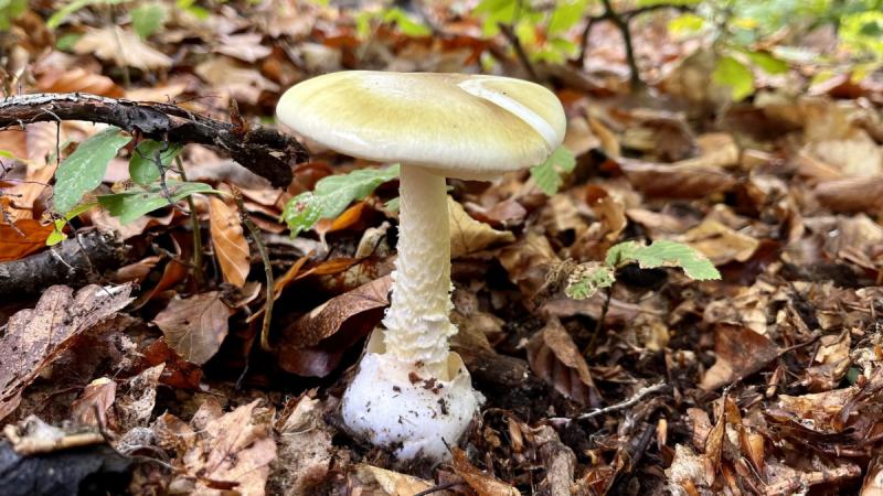 Szakértők arra figyelmeztetnek, hogy fokozott óvatossággal közelítsünk a hazai erdők kincseihez.