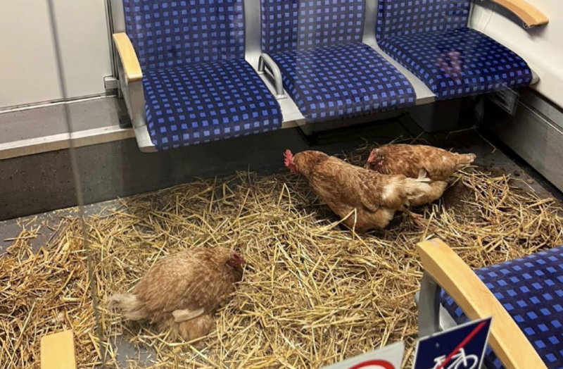 Három csirke utazott az Essen és Köln közötti vonat első osztályú kocsijában, amikor váratlanul rendőröket kellett hívniuk.