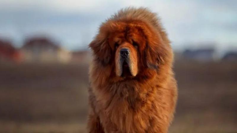 Keménység és eltökéltség egy dús, hosszú szőrű bundában – kinek is való valójában a tibeti masztiff?